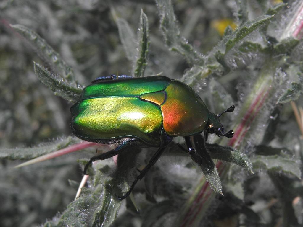 Бронзовка жук. образ жизни и среда обитания жука бронзовки | животный мир