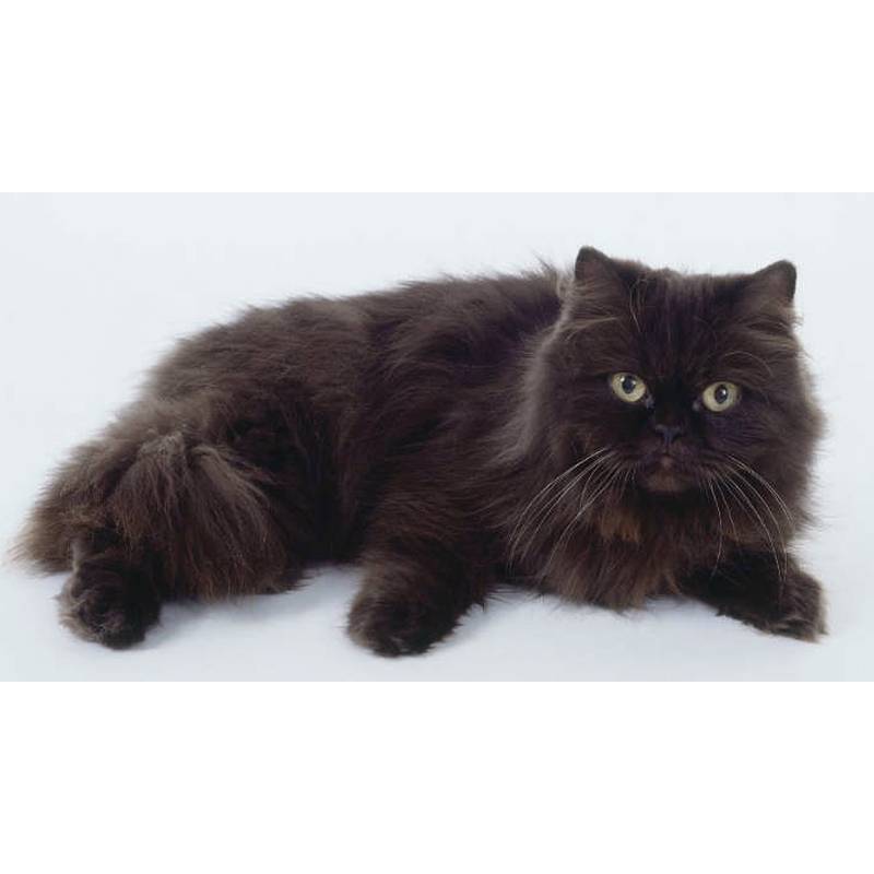 Йоркская шоколадная кошка: описание породы