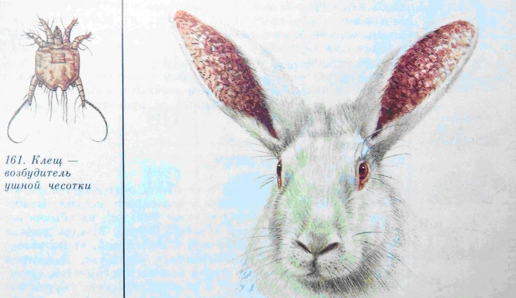 Чем лечить коросты в ушах у кролика от ушного клеща, народные средства и препараты. чем лечить ушного клеща у кроликов?