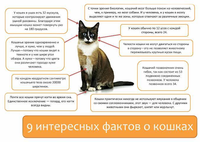 Агрессия у кошек: разбираемся в причинах и способах устранения | ваши питомцы
