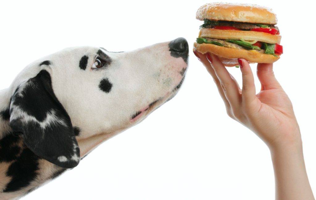 Почему собака не ест, только пьет воду: 8 причин, по которым питомец отказывается от еды