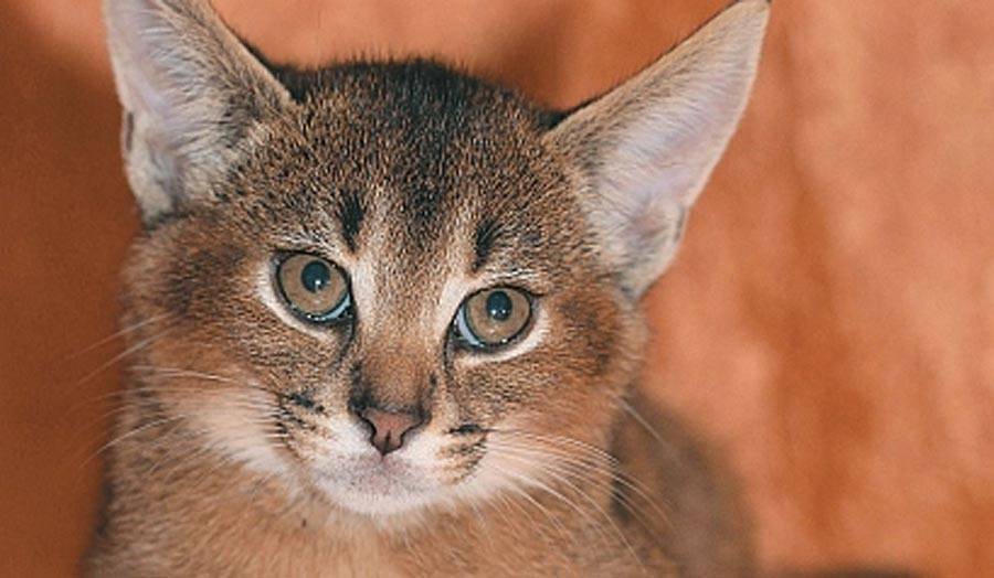 6 пород домашних кошек, похожих на рысь: фото и описание