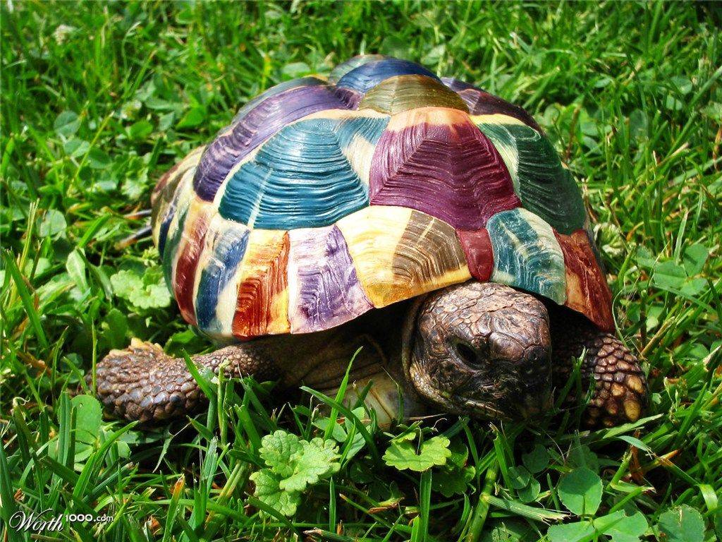 Сколько лет живут черепахи в природе и домашних условиях