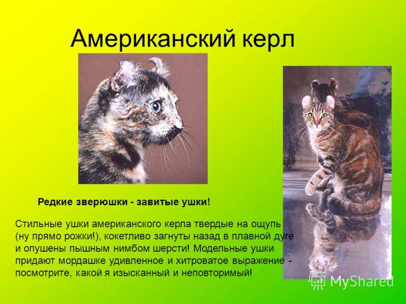 Американский кёрл: фото кошки, описание породы, характер, повадки, отзывы владельцев