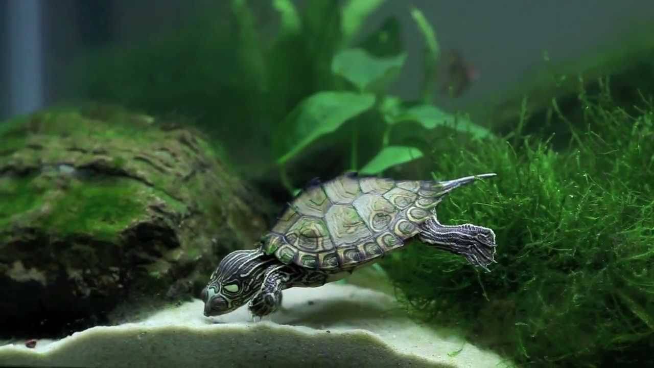 Как ухаживать за морской черепахой в домашних условиях