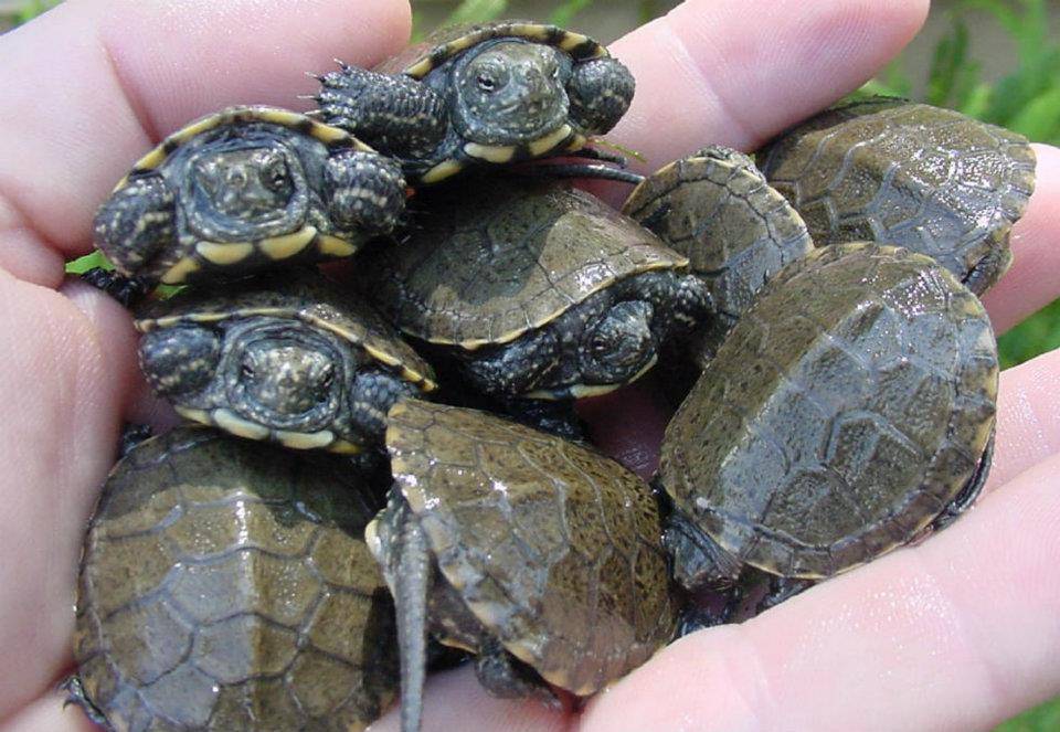 Болотная черепаха – уход и содержание в домашних условиях