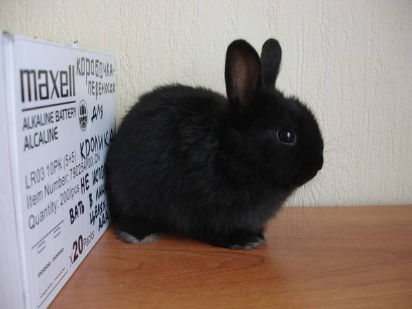 Вес кролика по месяцам: средний и максимальный для разных пород