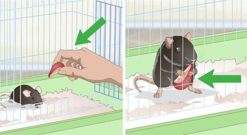 Как отучить крысу кусаться — почему крысы кусаются, как предотвратить агрессию
