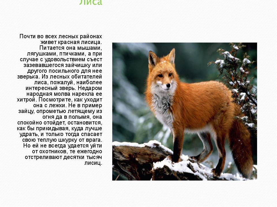 Лисица обыкновенная (рыжая): описание, где живет, чем питается