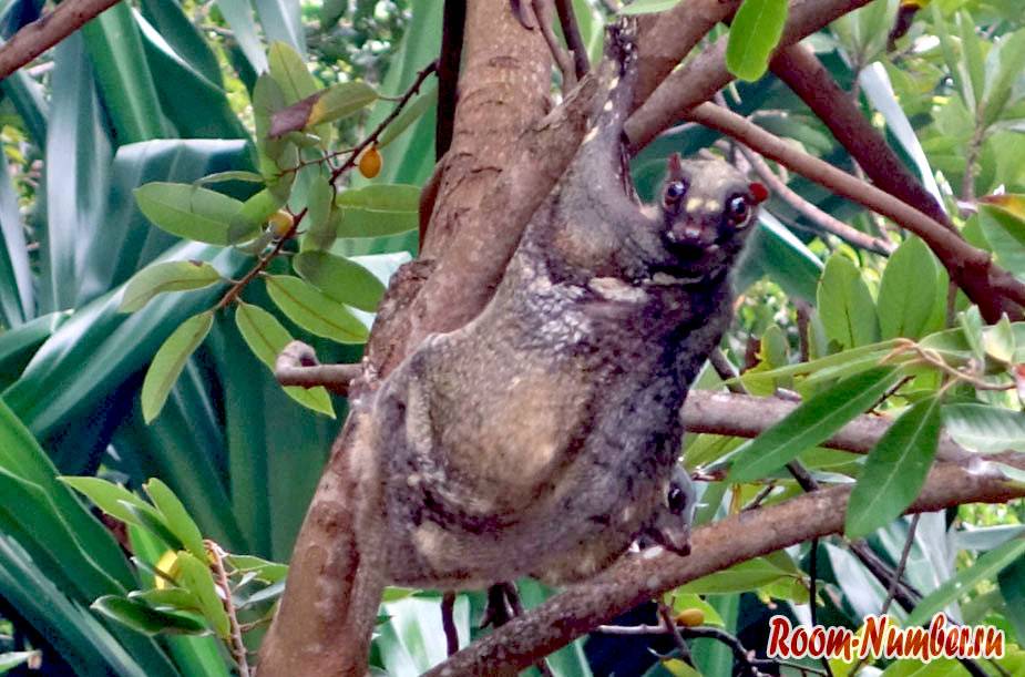 Филиппинский шерстокрыл или кагуан (лат. cynocephalus volans). животные, о которых вы не знали восточная бескоготная выдра