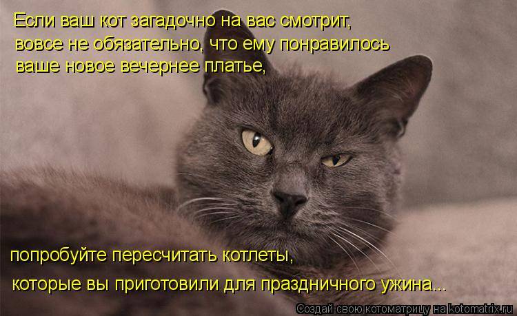 Кошки память на русском. Злая и память хорошая. Злопамятные коты. Мстительный кот. Я злая и память у меня хорошая.