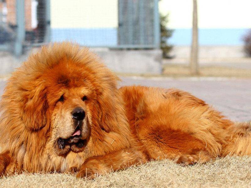 Топ-10 самых дорогих пород собак в мире