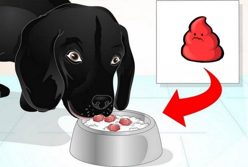 Почему щенок или взрослая собака может начать какать с кровью в кале