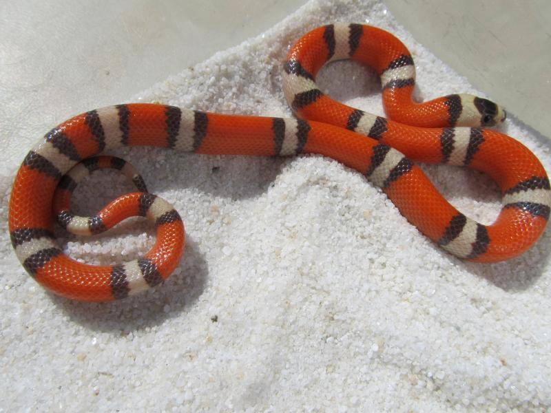 Гремучие змеи в калифорнии: чего опасаться и как себя вести