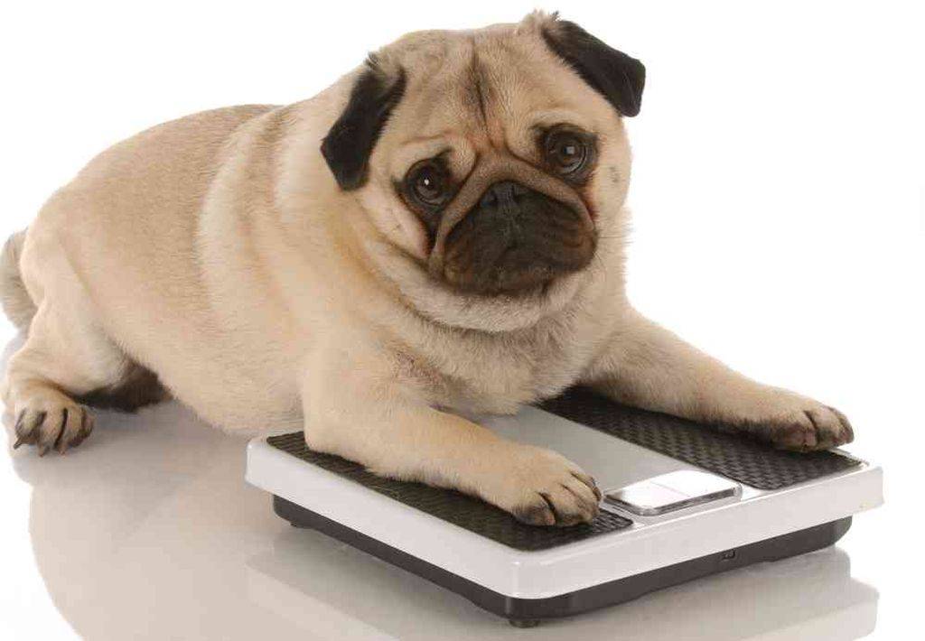 Породы собак, имеющие склонность к ожирению