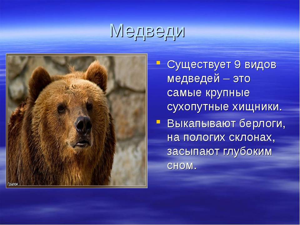 Описание медведя. где живёт, чем питается, виды медведей описание медведя. где живёт, чем питается, виды медведей