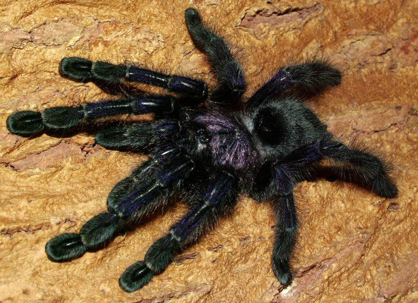 Самый красивый паук в мире (18 фото + 4 видео)