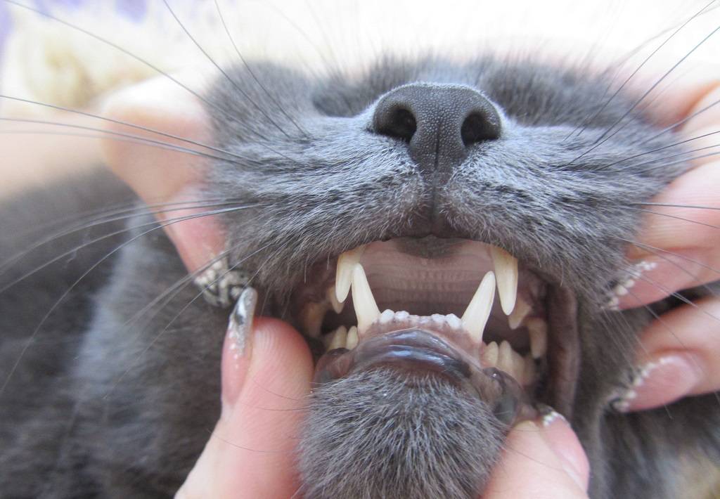 У кошки пена во рту.