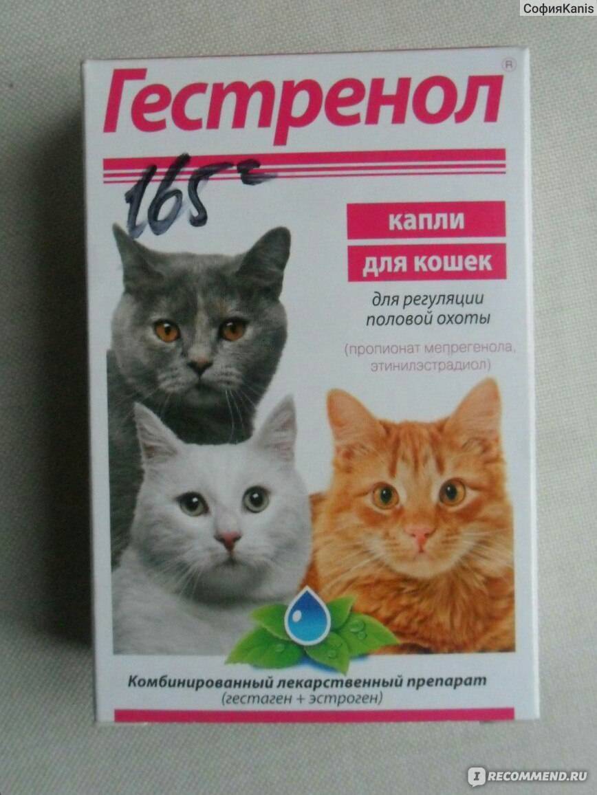 Гестренол – капли и таблетки для кошек и котов: инструкция по применению, полезные советы