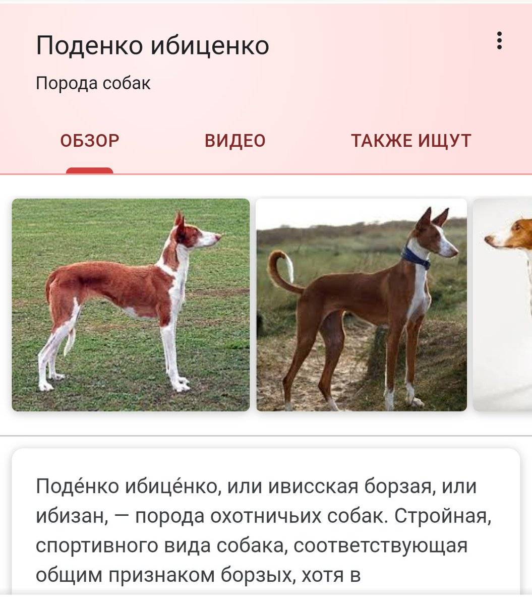 ᐉ описание породы собак поденко ибиценко (ивисская собака) с отзывами и фото - zoogradspb.ru