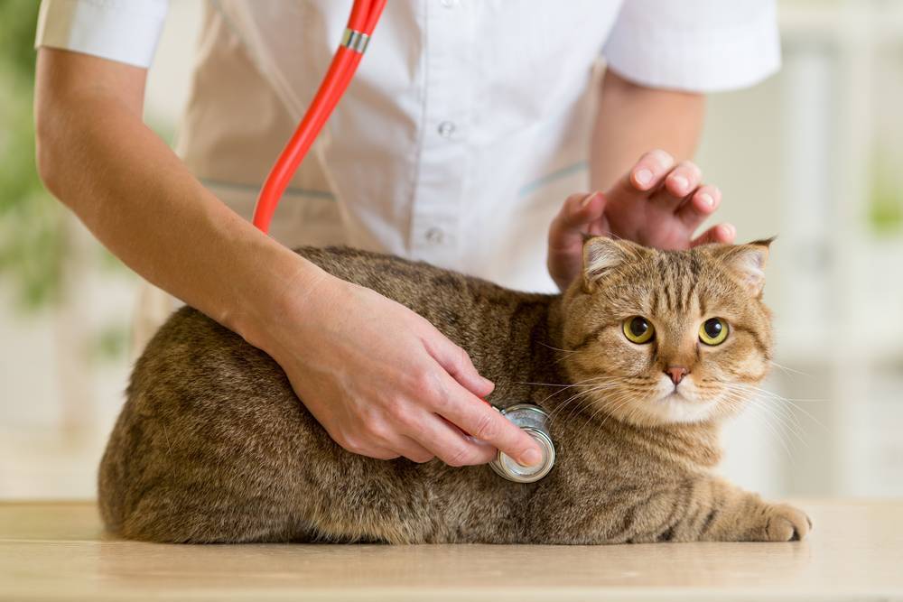 Сколько не кормить кота перед кастрацией: советы и рекомендации ветеринаров | ваши питомцы