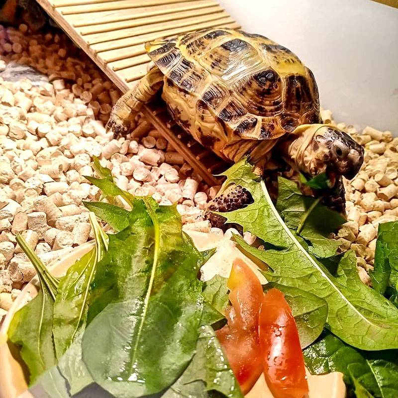 Как ухаживать за среднеазиатской черепахой: чем питается в домашних условиях