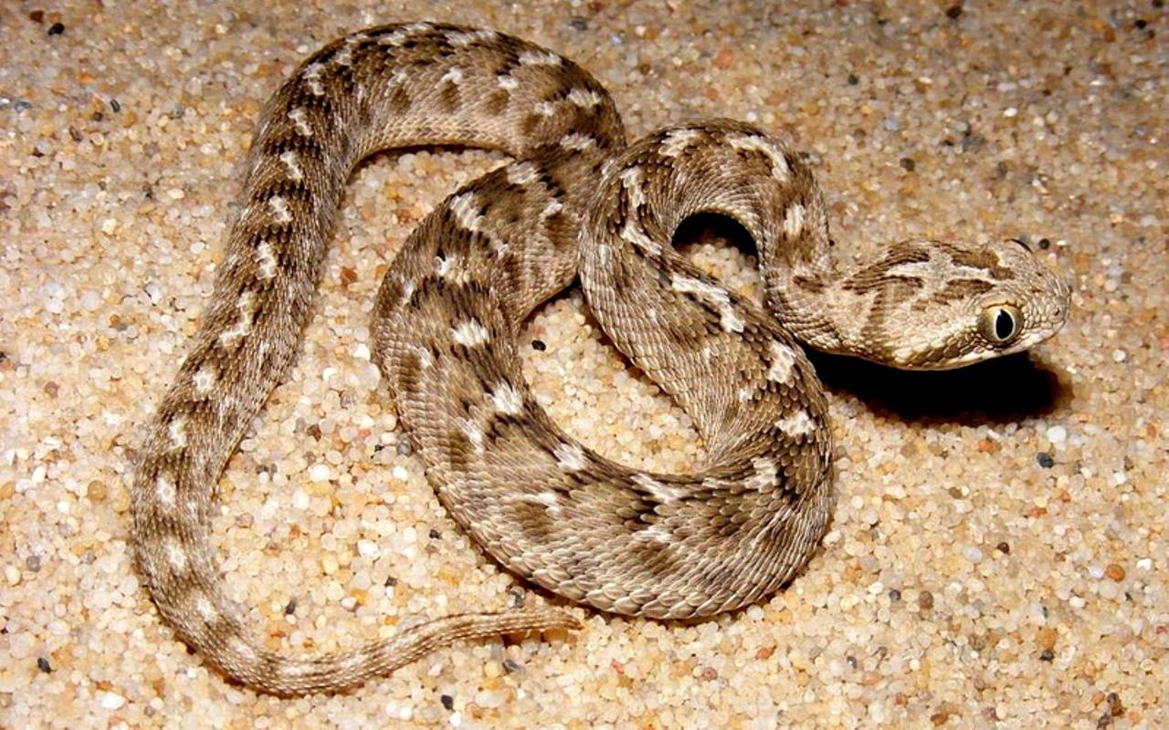 Неопасная красота. змея медянка: фото и описание