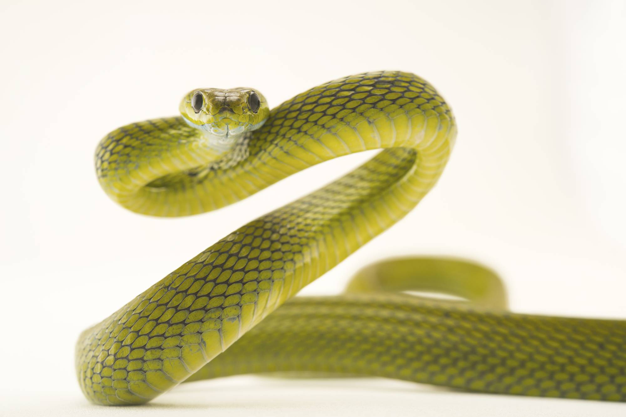 Куфии, или копьеголовые змеи: как выглядят, где встречаются, как ухаживать в домашних условиях