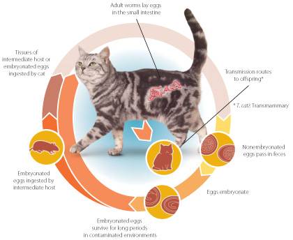 Лечение цистита у кошек: выясняем причину и симптомы, профилактика и уход
