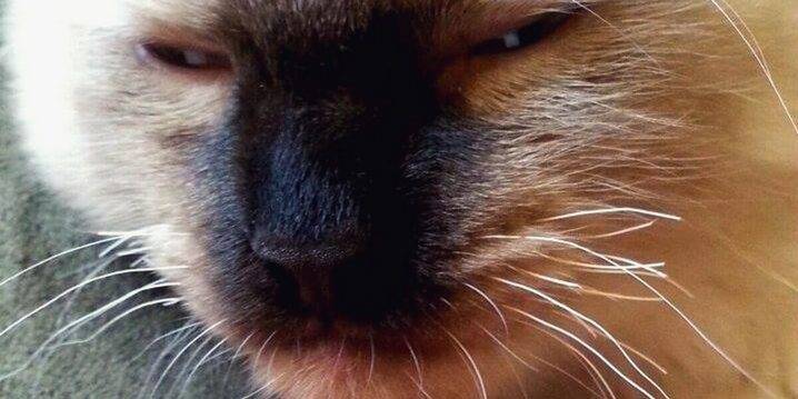 Почему у кота ломаются усы? основные причины, секущехся усов- советы
