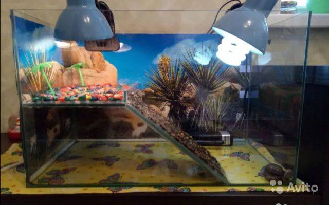 Как правильно оборудовать акватеррариум для красноухой черепахи | блог ветклиники "беланта"