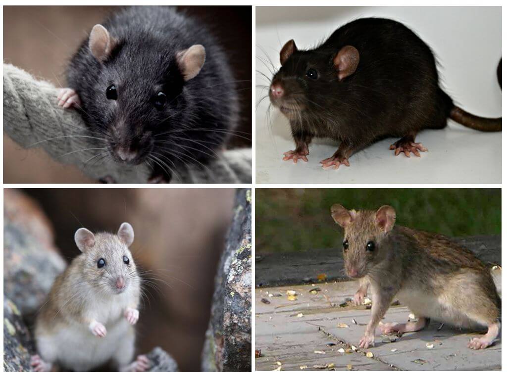 Породы, разновидности и окрасы домашних крыс, фотографии и названия