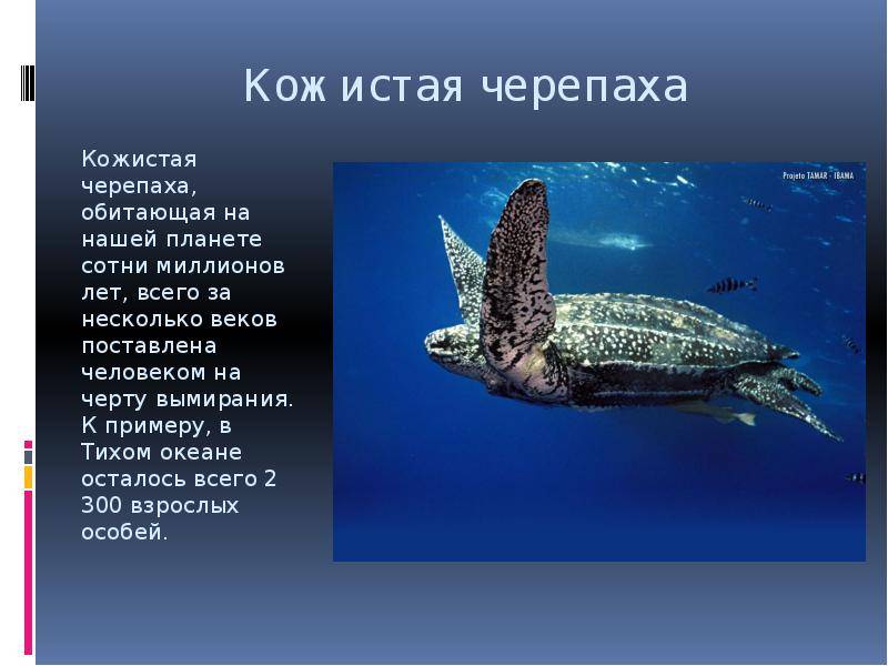 Средиземноморская черепаха в домашних условиях: краткое описание, особенности содержания и интересные факты