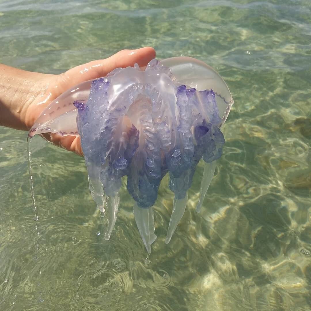 Медузы черного моря — полезные и немного опасные - черноморие.рф
