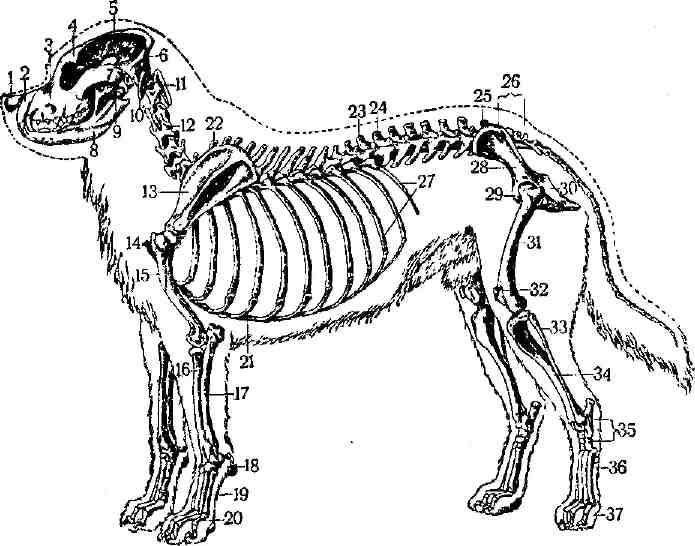 Скелет собаки: строение черепа, позвоночника, конечностей - ветеринарна клініка "улюбленець"