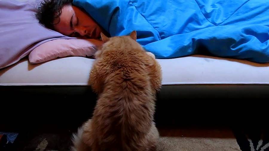 Кошка не дает ночью спать: как решить проблему?