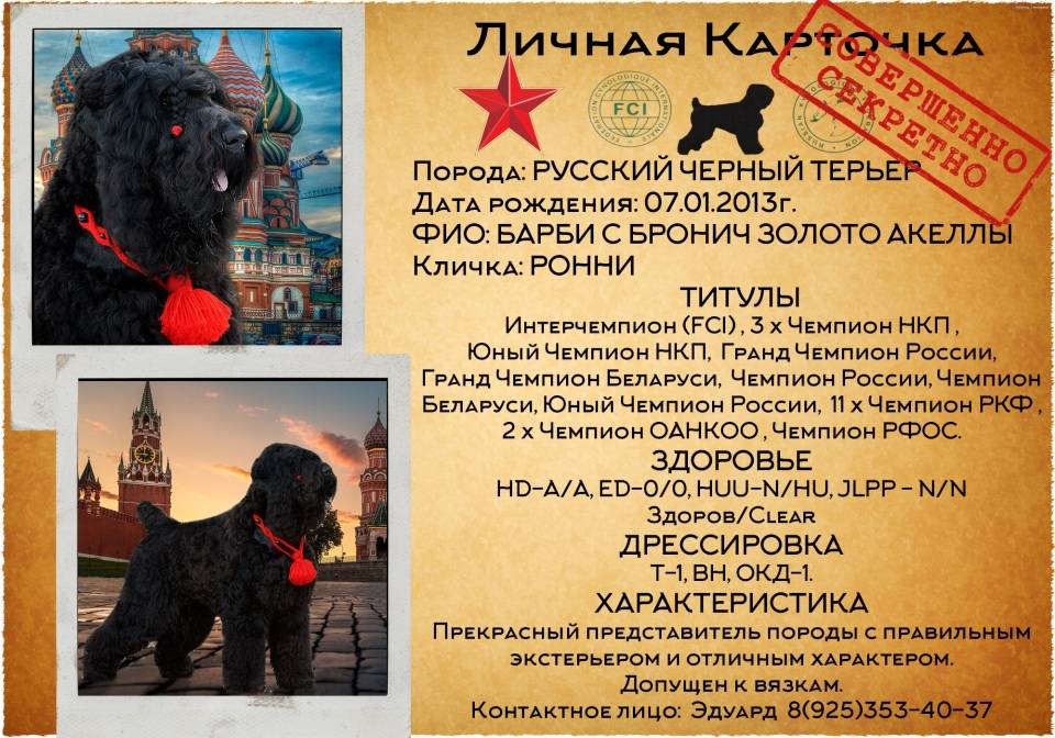 Русский черный терьер: описание породы с фото, стандарты собаки и отношение к детям