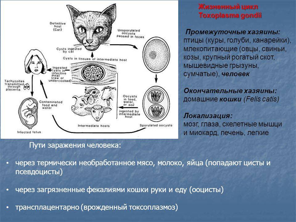 Хламидиоз у кошек: симптомы, схема лечения, опасность для человека, анализы, вакцина, можно ли заразиться