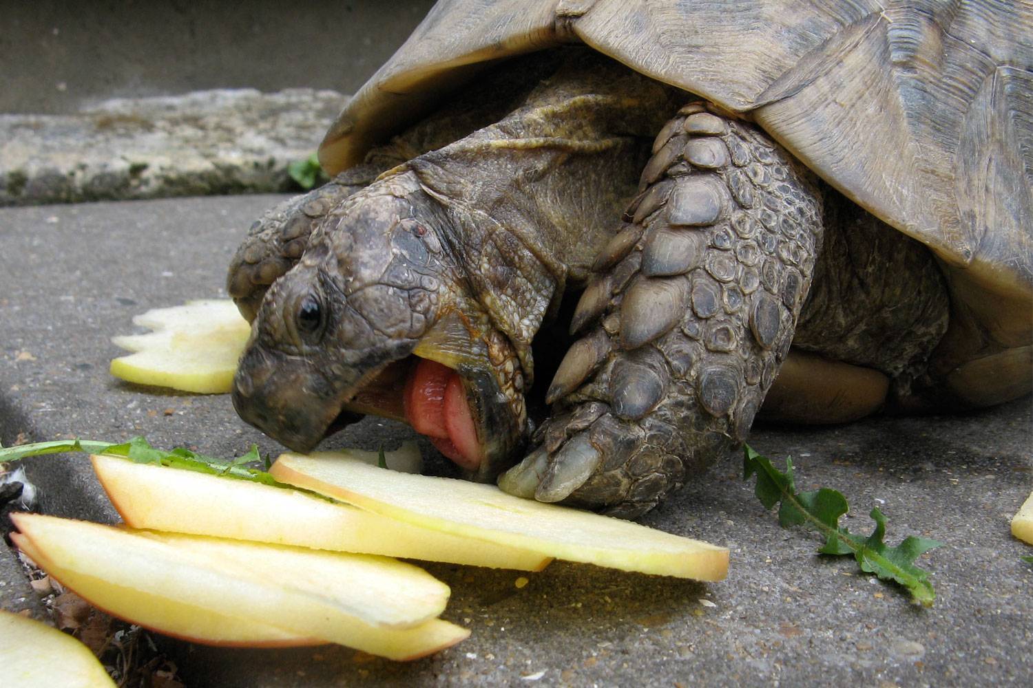 Чем кормить черепаху