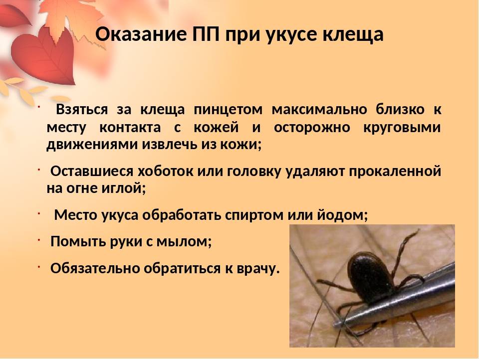 Чем может быть опасен укус скорпиона
чем может быть опасен укус скорпиона — медицинская энциклопедия