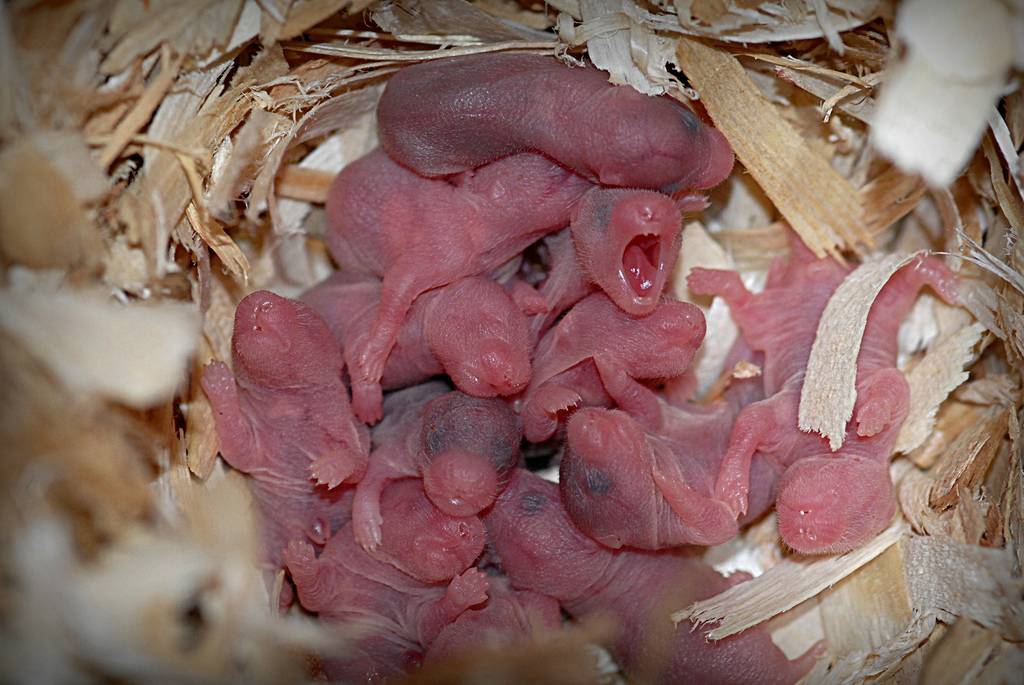 ᐉ размножение сирийских хомяков (спаривание и разведение) - zoopalitra-spb.ru
