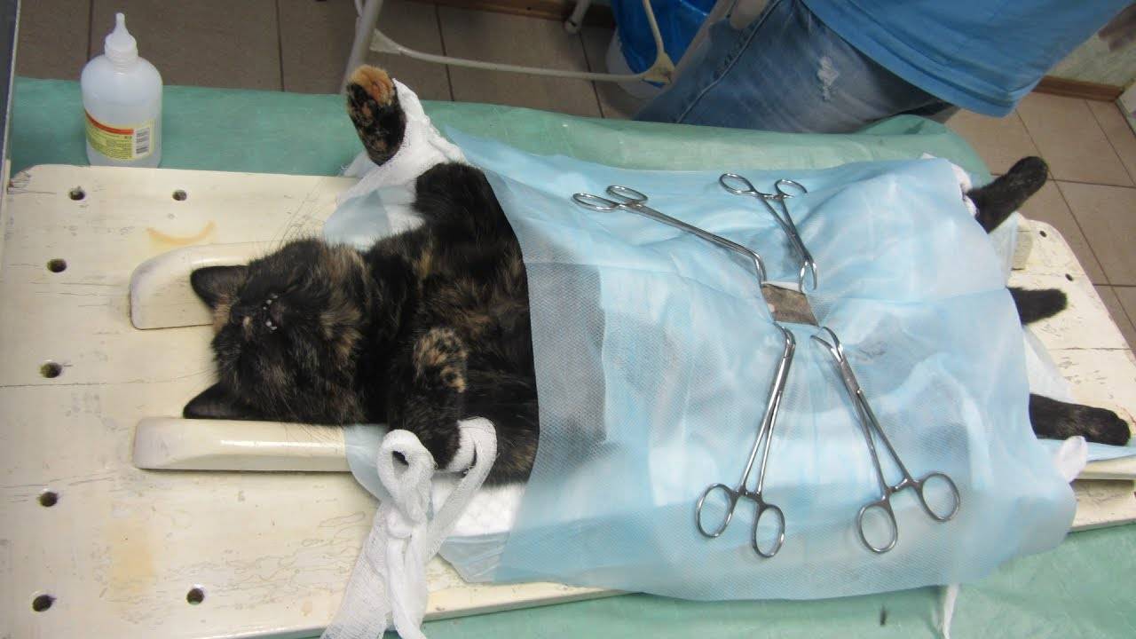 Кошка дрожит после стерилизации: причины и последствия | звери дома