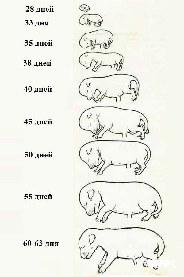 Сколько месяцев собака вынашивает щенят: как определить сроки беременности