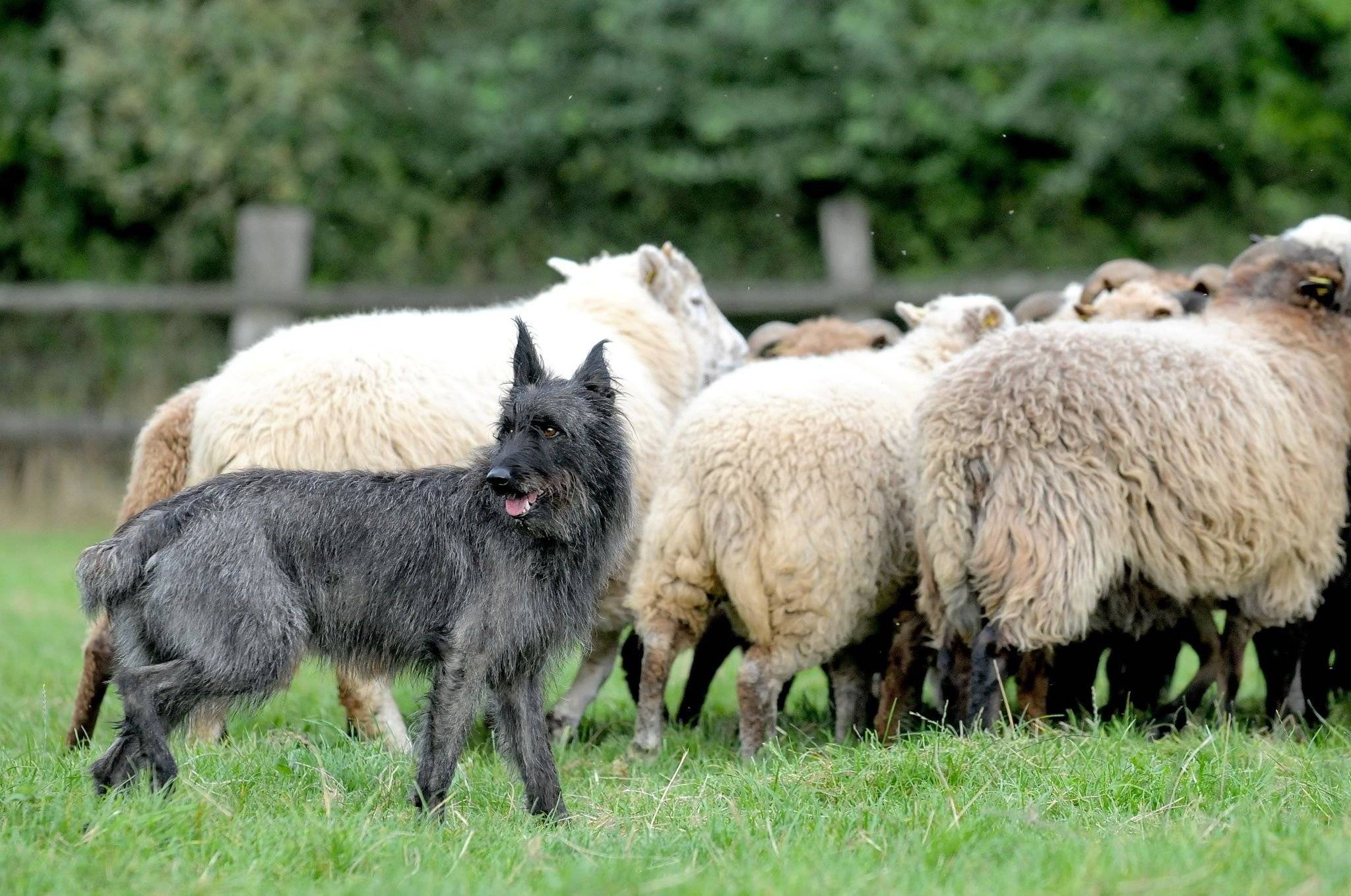 Породы пастушьих собак: французские и английские овчарки