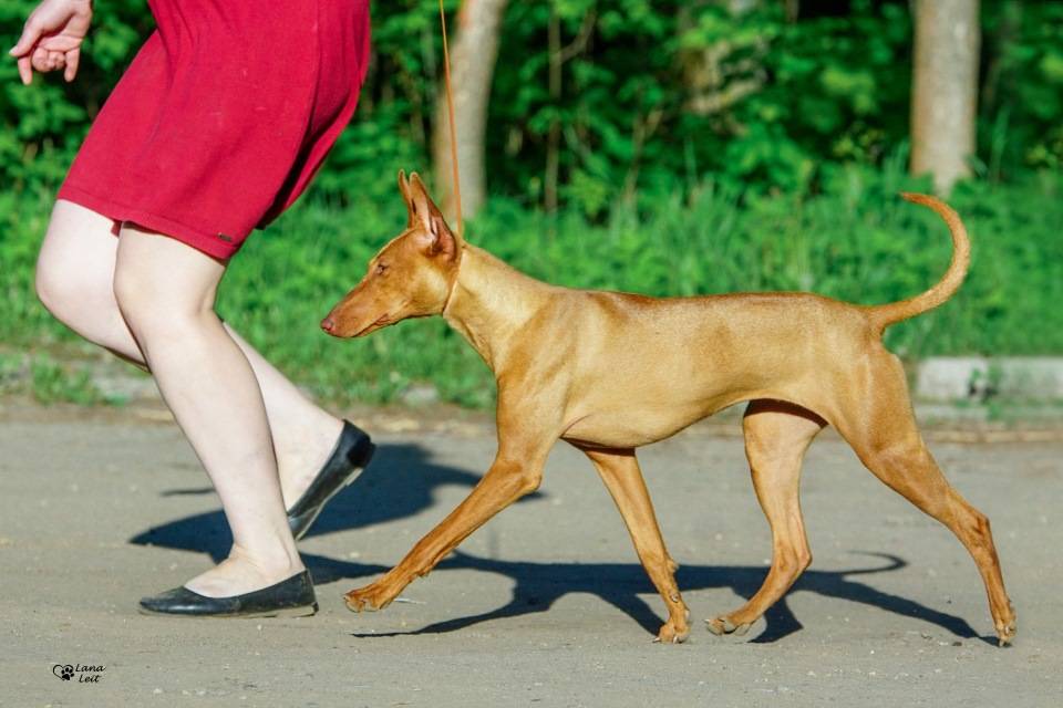 Чирнеко дель этна — собака, которая ходит по лаве
