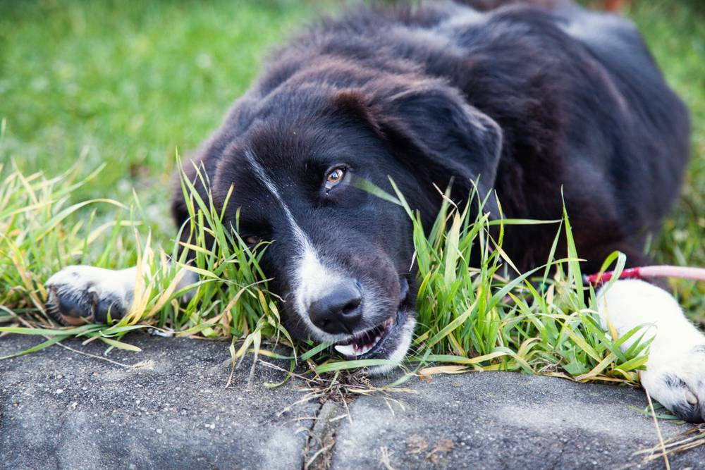 Почему собака ест траву? собаки – вегетарианцы?