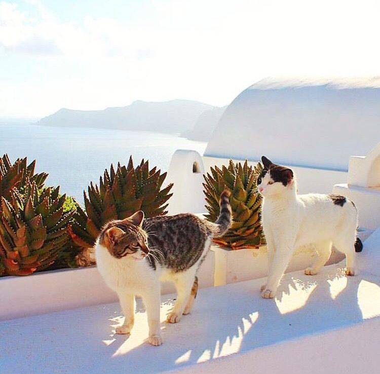 Работа мечты - уход за кошками на греческом острове