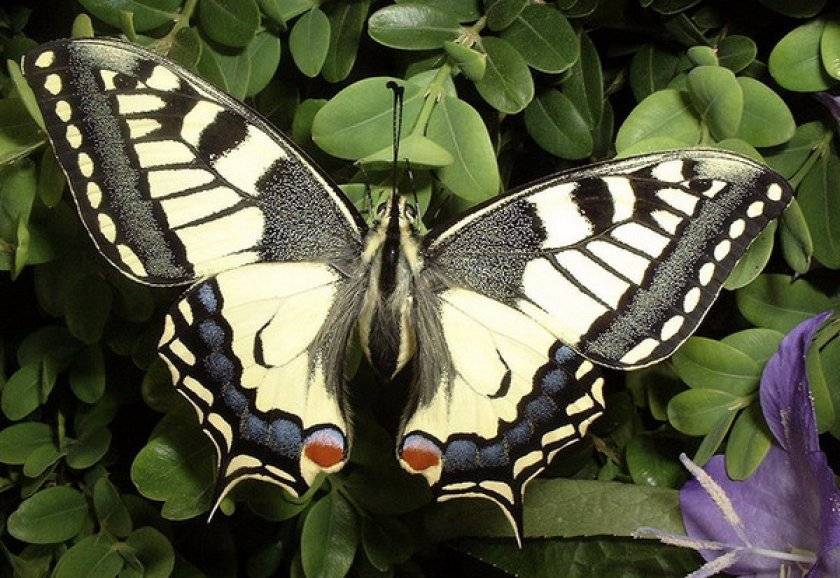 Бабочки. продолжительность жизни