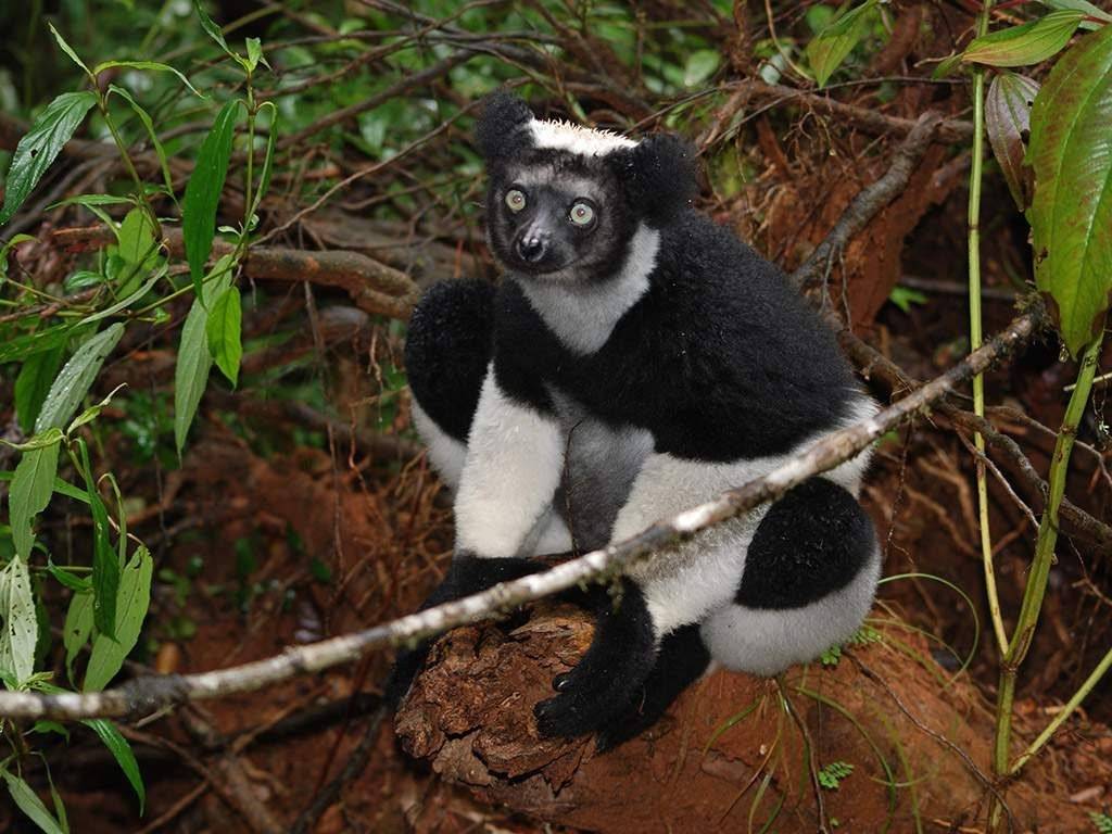 Мадагаскарская руконожка, или ай-ай - факты, описание и фото — природа мира