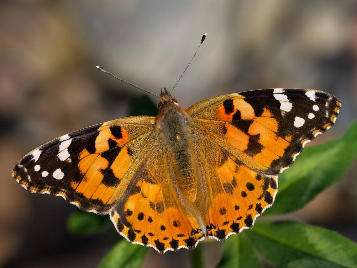 Как долго живут бабочки или сколько времени длится их жизнь?